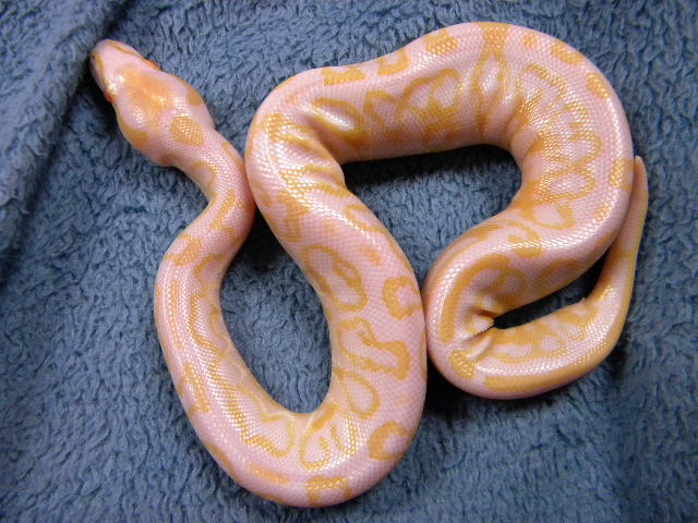 Albino ( LLT) Trick 1