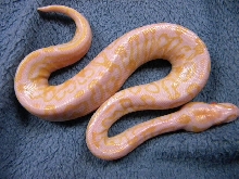 Albino Trick pic 2