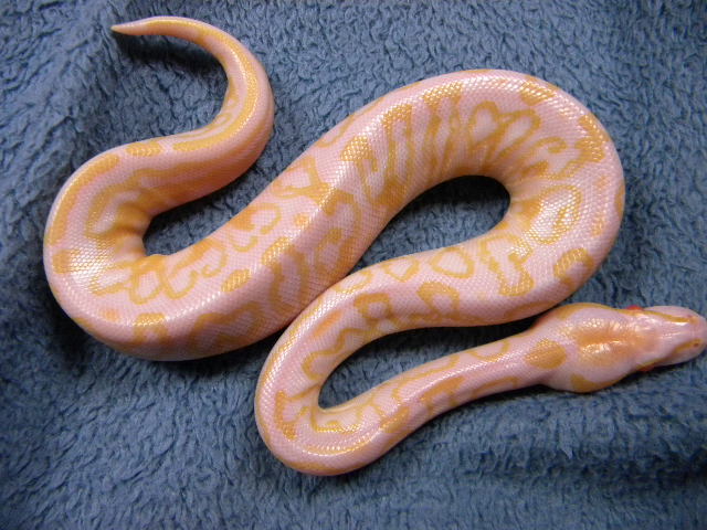 Albino Trick pic 2