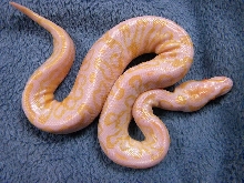 Albino (LLT) Trick