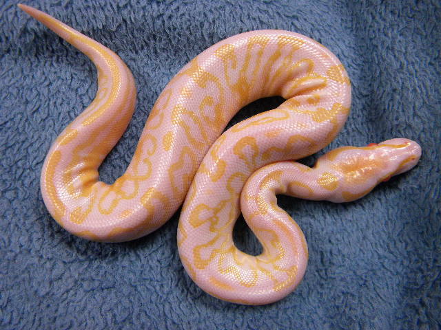 Albino (LLT) Trick