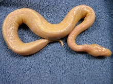 Trick Pinstripe Albino