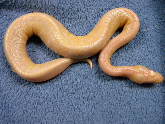 Trick Pinstripe Albino