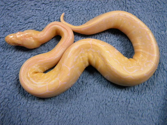 Trick Pinstripe Albino