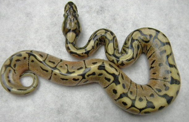 female Trick Spider 2012