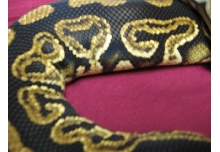 Liesen Line Black Pastel breeder male