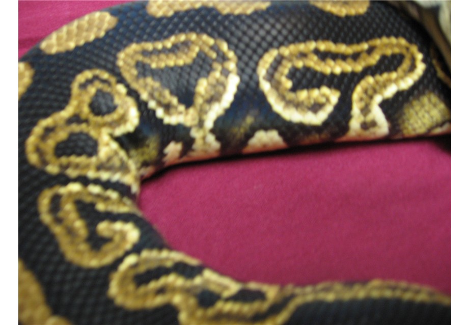 Liesen Line Black Pastel breeder male