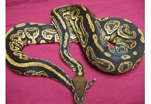 Liesen Line  black pastel breeder male