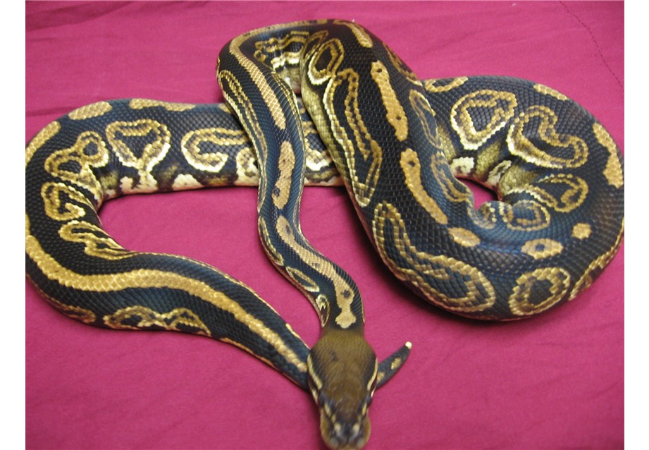 Liesen Line  black pastel breeder male