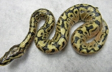 Male Trick Spider 2012