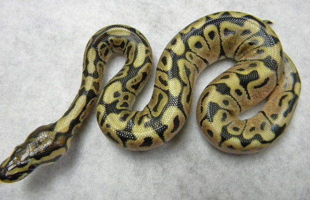 Male Trick Spider 2012