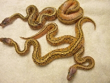two 4 gene / two 3 gene clutch