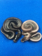 My two newest girls.... 8 Ball & Silver Bullet