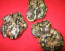 tricked out pattern pastels pic 2
