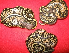 tricked out pattern pastels pic 3
