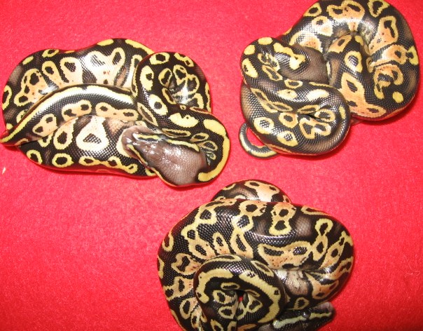 tricked out pattern pastels pic 3