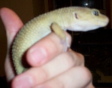New gecko