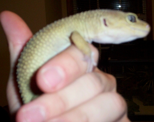 New gecko