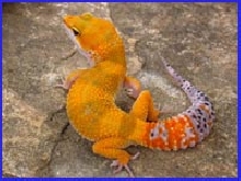Urban female