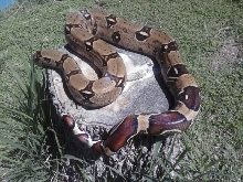 Venezulan BCC 9