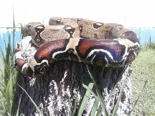 Venezulan BCC g