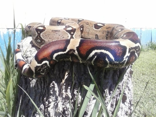 Venezulan BCC g