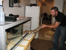 5ft 4in female gaboon
