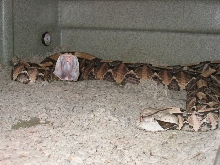Breeding Pair