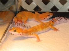 SHTCT Pair