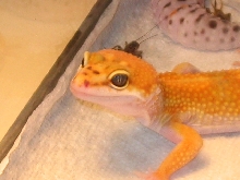SHTCT Female