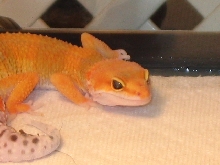 SHTCT Male