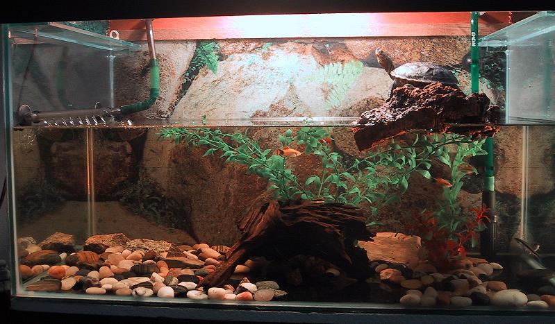 My 30 gallon