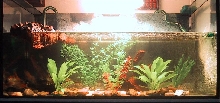 My 50gal set up