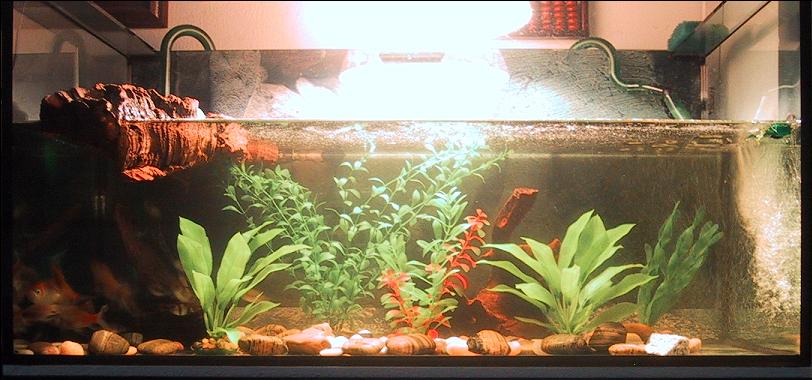 My 50gal set up