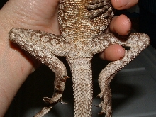 frillie3tail