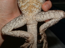 frilie4tail