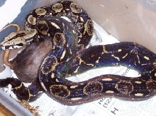 El Salvador Female2