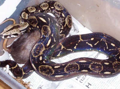 El Salvador Female2