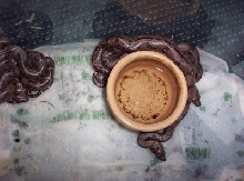 El Salvador neonates