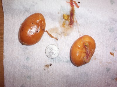 El Salvador Slugs