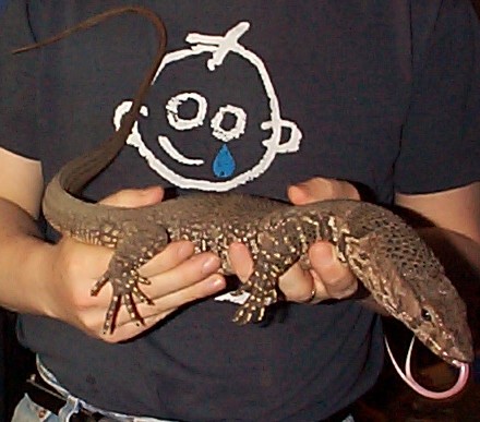 Dumeril Monitor