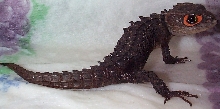Red eyed crocodile lizard