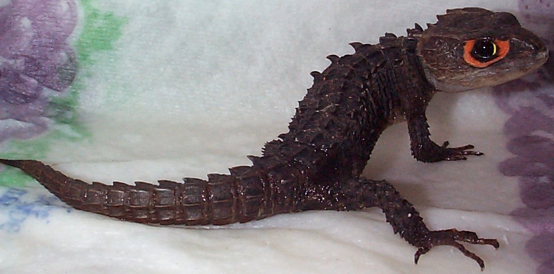Red eyed crocodile lizard