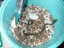 Hatchling Baby Rough Green Snake