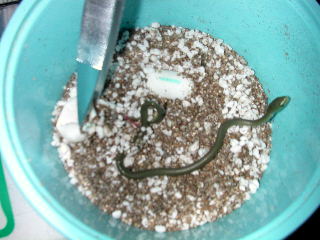 Hatchling Baby Rough Green Snake
