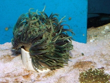 Saltwater - Austin Aquariums