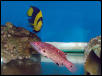 Saltwater Photos