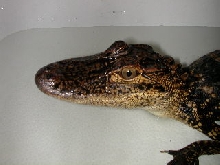Small Gator