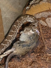 Crotalus atrox