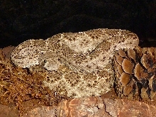Crotalus atrox